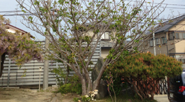 学校のシンボルツリー